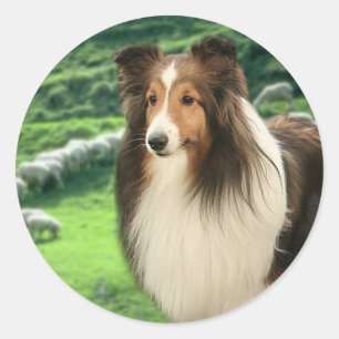 Shelties Lood Sticker