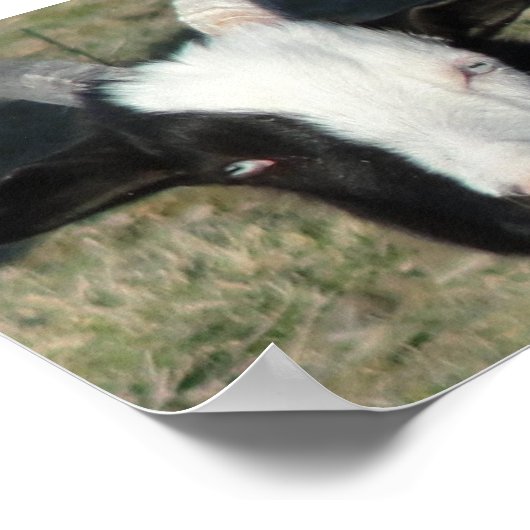 Shelton Goat Boerderij Poster (Hoek)