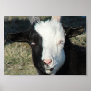 Shelton Goat Boerderij Poster