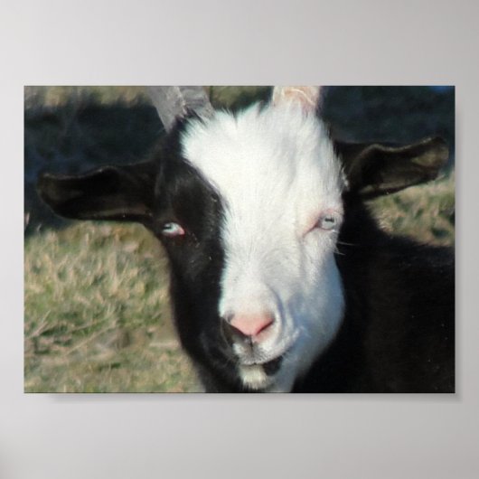 Shelton Goat Boerderij Poster (Voorkant)