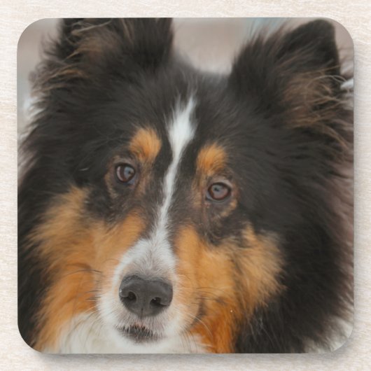 Shelty Bier Onderzetter (Voorkant)