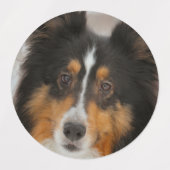 Shelty Labels (Design 2)