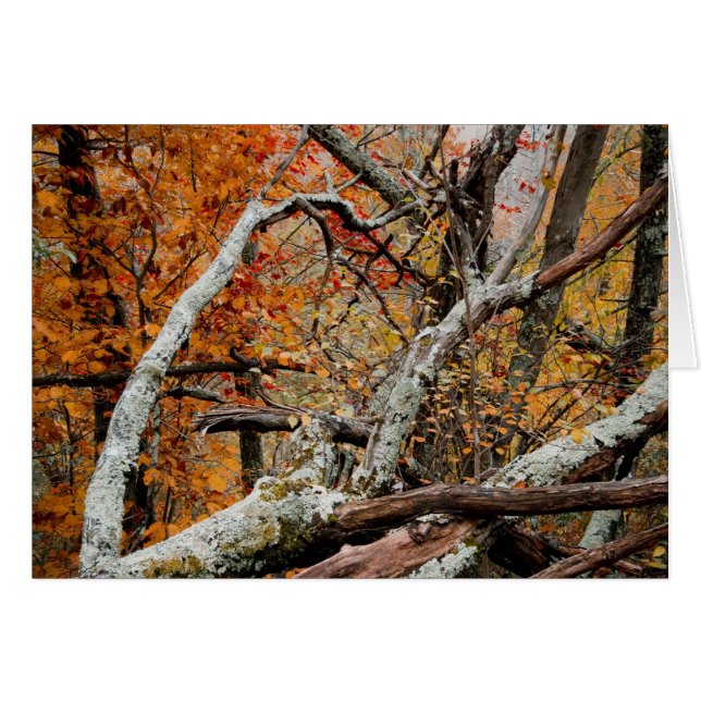 Shenandoah Autumn Fallen Tree (Voorkant Horizontaal)