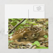 Shenandoah NP, Virginia, Verenigde Staten Briefkaart (Voorkant / Achterkant)