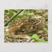 Shenandoah NP, Virginia, Verenigde Staten Briefkaart (Voorkant)