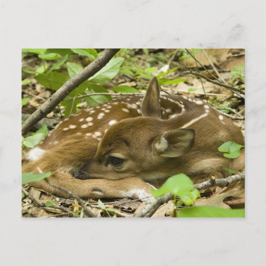 Shenandoah NP, Virginia, Verenigde Staten Briefkaart (Voorkant)