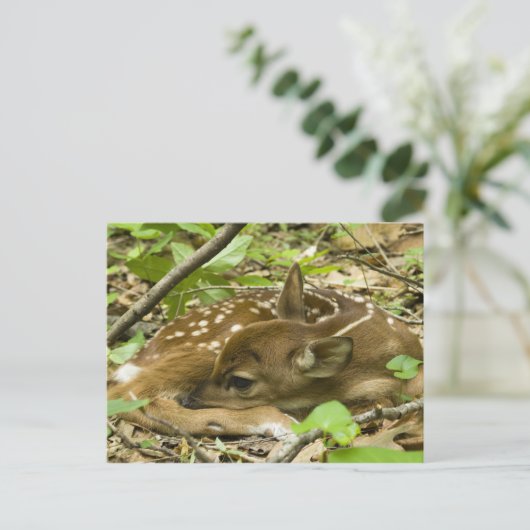 Shenandoah NP, Virginia, Verenigde Staten Briefkaart (Staand voorkant)