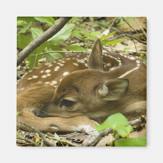 Shenandoah NP, Virginia, Verenigde Staten Magneet (Voorkant)