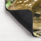 Shenandoah NP, Virginia, Verenigde Staten Muismat (Hoek)