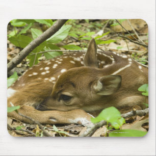 Shenandoah NP, Virginia, Verenigde Staten Muismat