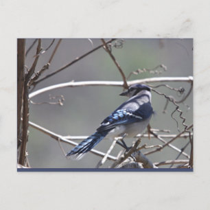 Shenandoah Valley Birds: Blue Jay/Cardinaal/Sparro Briefkaart