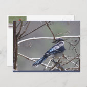 Shenandoah Valley Birds: Blue Jay/Cardinaal/Sparro Briefkaart (Voorkant / Achterkant)