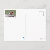 Shenandoah Valley Birds: Blue Jay/Cardinaal/Sparro Briefkaart (Achterkant)