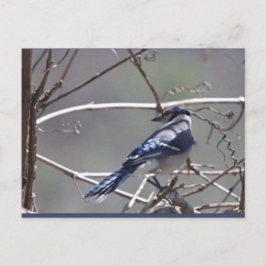 Shenandoah Valley Birds: Blue Jay/Cardinaal/Sparro Briefkaart (Voorkant)