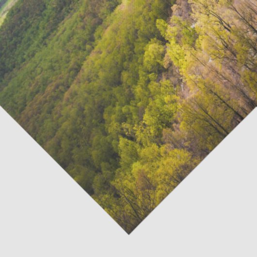 Shenandoah Valley Tissuepapier (Detail)