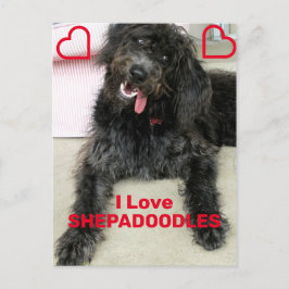 Shepadoodle Briefkaart