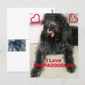 Shepadoodle Briefkaart (Voorkant / Achterkant)