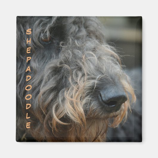 Shepadoodle Close-up Profiel Hondenras Fotografisc Magneet (Voorkant)