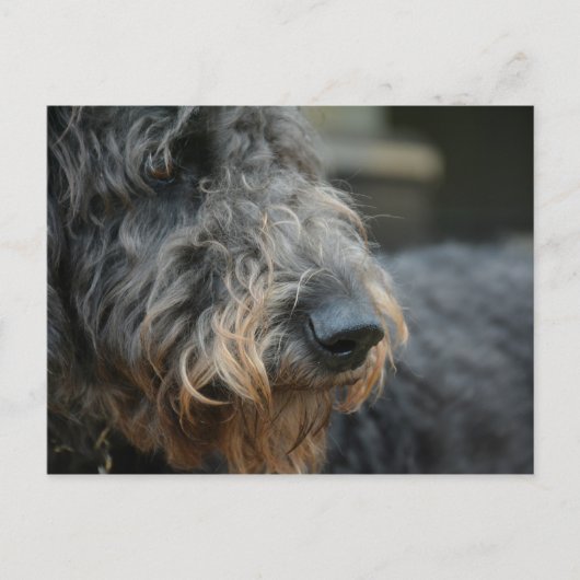 Shepadoodle Hond Fotografisch Portret Briefkaart (Voorkant)