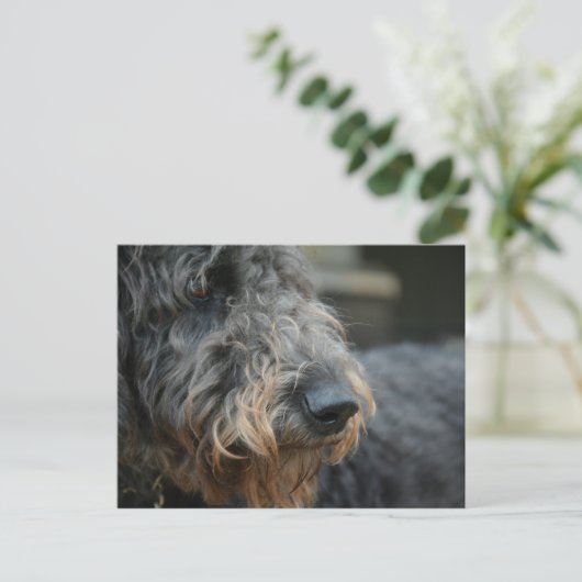 Shepadoodle Hond Fotografisch Portret Briefkaart (Staand voorkant)