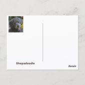 Shepadoodle Hond Fotografisch Portret Briefkaart (Achterkant)