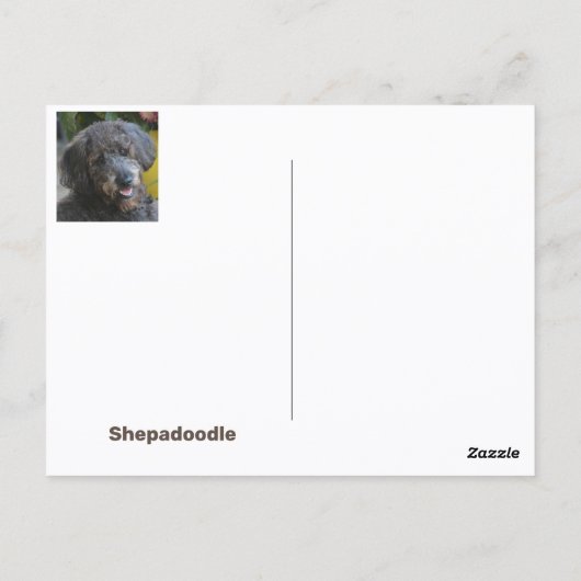 Shepadoodle Hond Fotografisch Portret Briefkaart (Achterkant)
