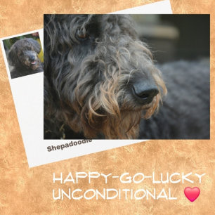 Shepadoodle Honden Fotografisch Portret Briefkaart