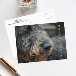 Shepadoodle Profiel Close-up Fotografische Postkaa Briefkaart