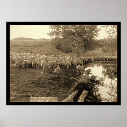Shepherd and Flock South Dakota 1891 Poster (Voorkant)