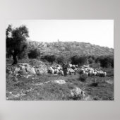 Shepherd and sheep outside of Bethlehem Poster (Voorkant)