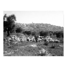 Shepherd and sheep outside of Bethlehem