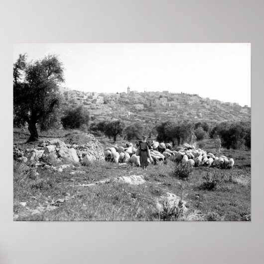 Shepherd and sheep outside of Bethlehem Poster (Voorkant)