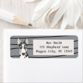 Shepherd Border Collie Etiket (Insitu)