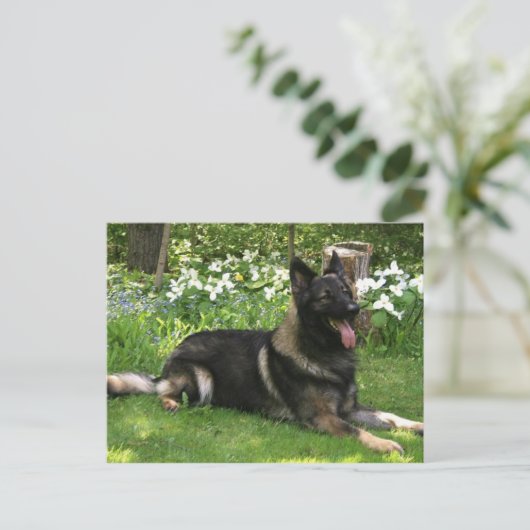 Shepherd Briefkaart (Staand voorkant)