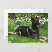 Shepherd Briefkaart (Voorkant / Achterkant)