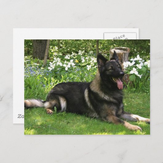 Shepherd Briefkaart (Voorkant / Achterkant)