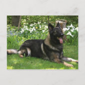 Shepherd Briefkaart (Voorkant)