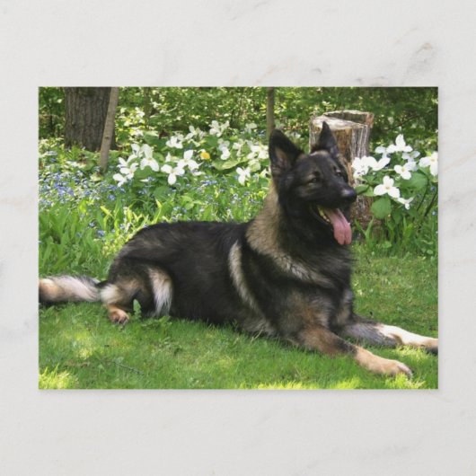 Shepherd Briefkaart (Voorkant)