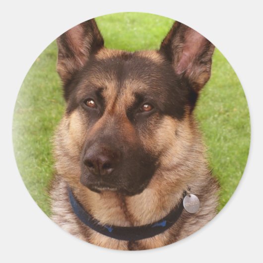 Shepherd Dog Sticker (Voorkant)