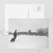 Shepherd en hond in het schapenkamp briefkaart (Voorkant / Achterkant)