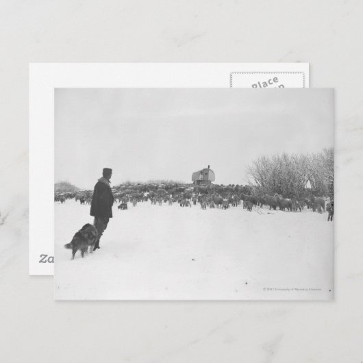 Shepherd en hond in het schapenkamp briefkaart (Voorkant / Achterkant)