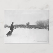 Shepherd en hond in het schapenkamp briefkaart (Voorkant)