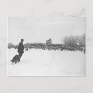 Shepherd en hond in het schapenkamp briefkaart