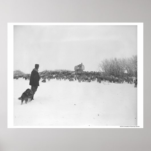 Shepherd en hond in het schapenkamp poster (Voorkant)