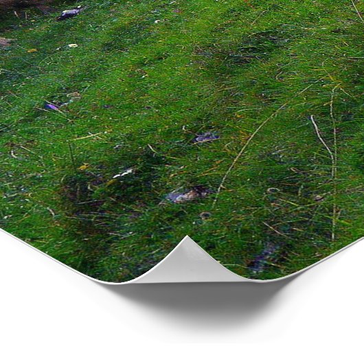 Shepherd en Zijn Sheep Poster (Hoek)