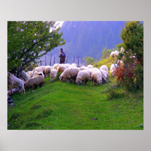 Shepherd en Zijn Sheep Poster