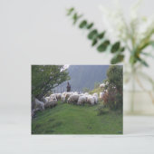 Shepherd in Fundata, Roemenië Briefkaart (Staand voorkant)