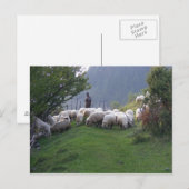 Shepherd in Fundata, Roemenië Briefkaart (Voorkant / Achterkant)