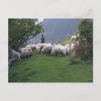 Shepherd in Fundata, Roemenië Briefkaart