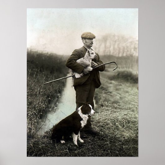 Shepherd met Lamb en Border Collie~Poster Poster (Voorkant)